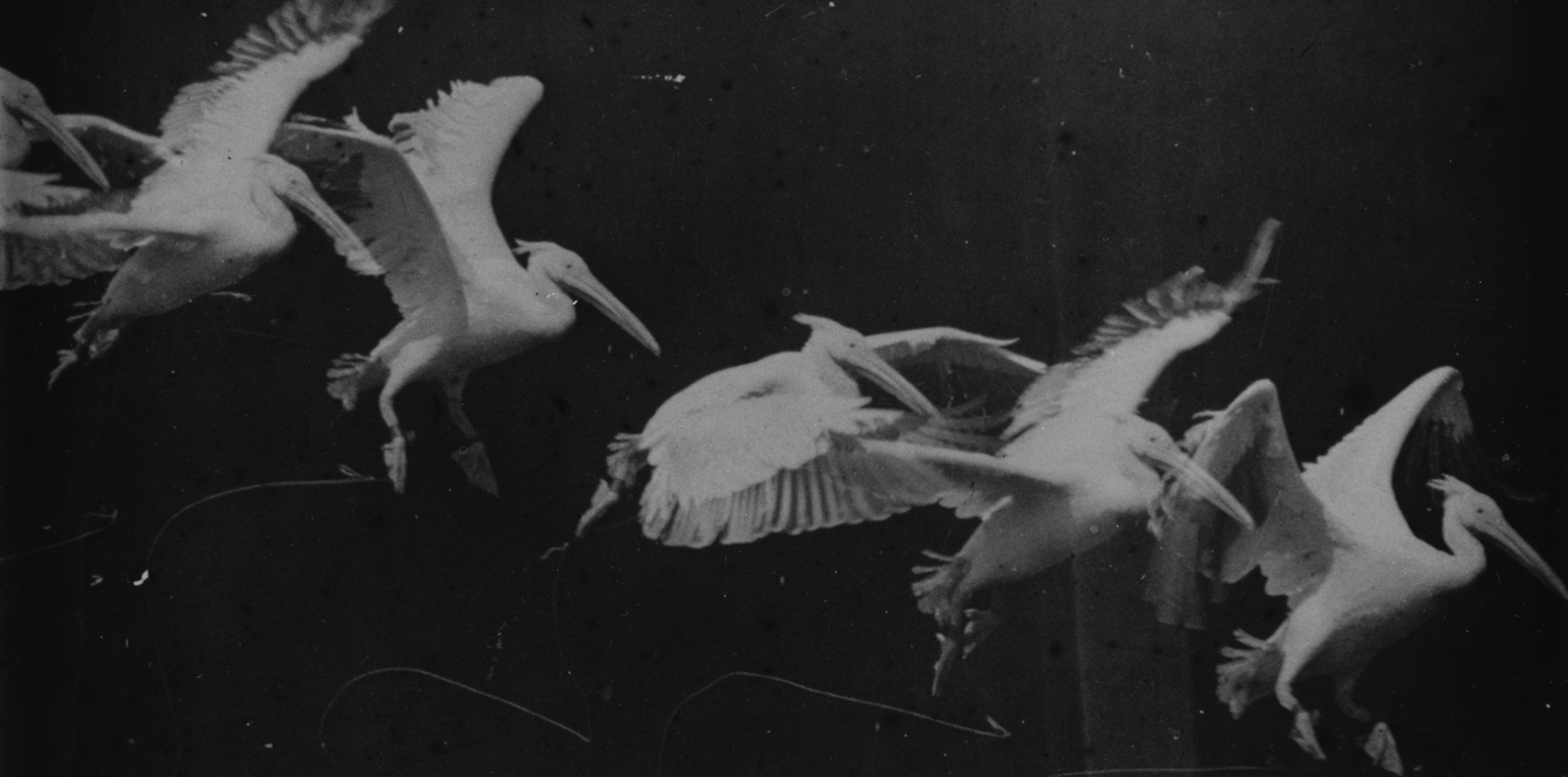 Imagem de referência relacionada a Étienne-Jules Marey, item descrito como registro de referência sobre Étienne-Jules Marey, organizado a partir de dados estruturados abertos