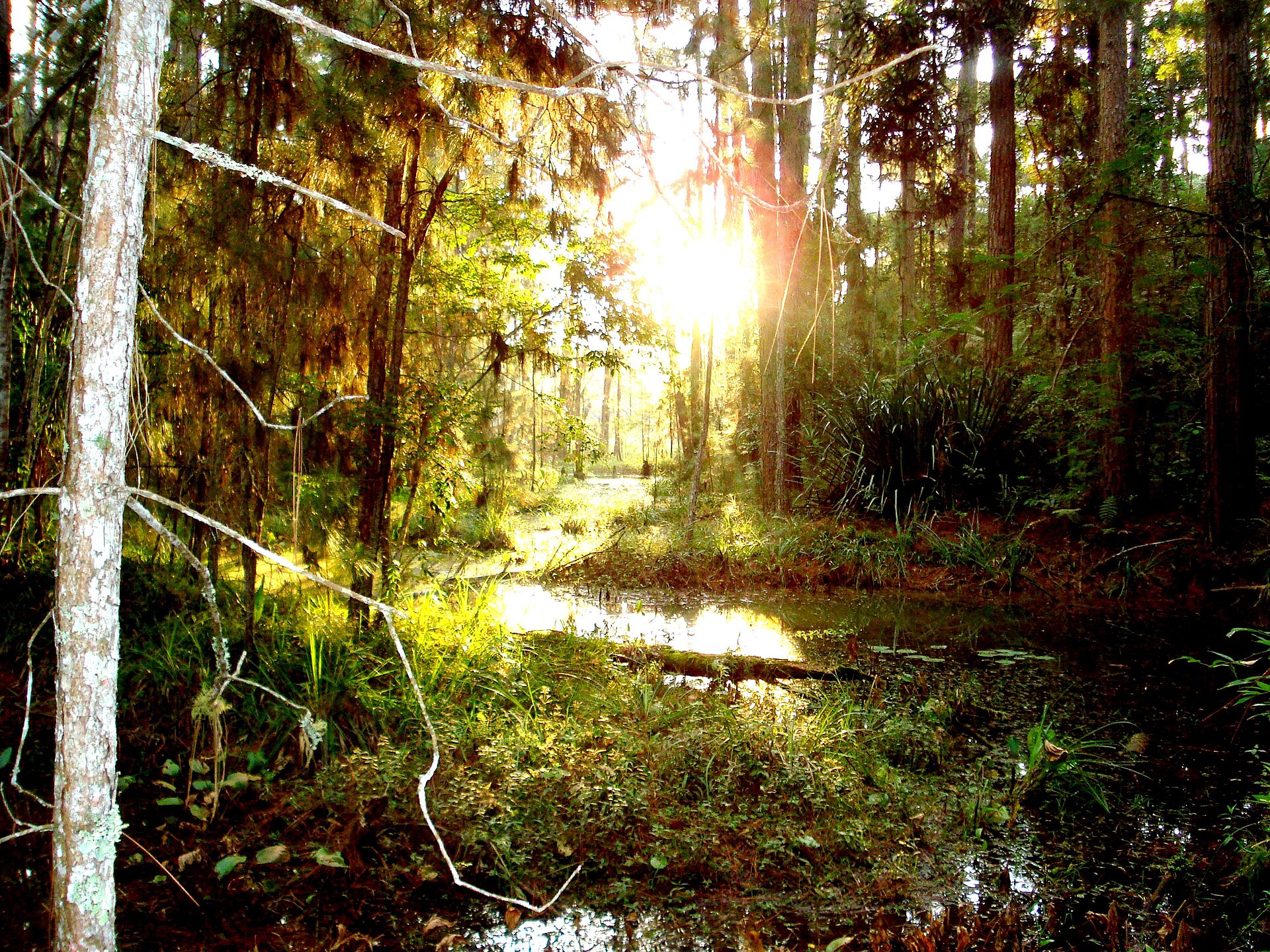Imagem de referência de Floresta Nacional de Três Barras, descrito nos dados abertos como unidade de conservação da natureza pertencente ao governo federal brasileiro