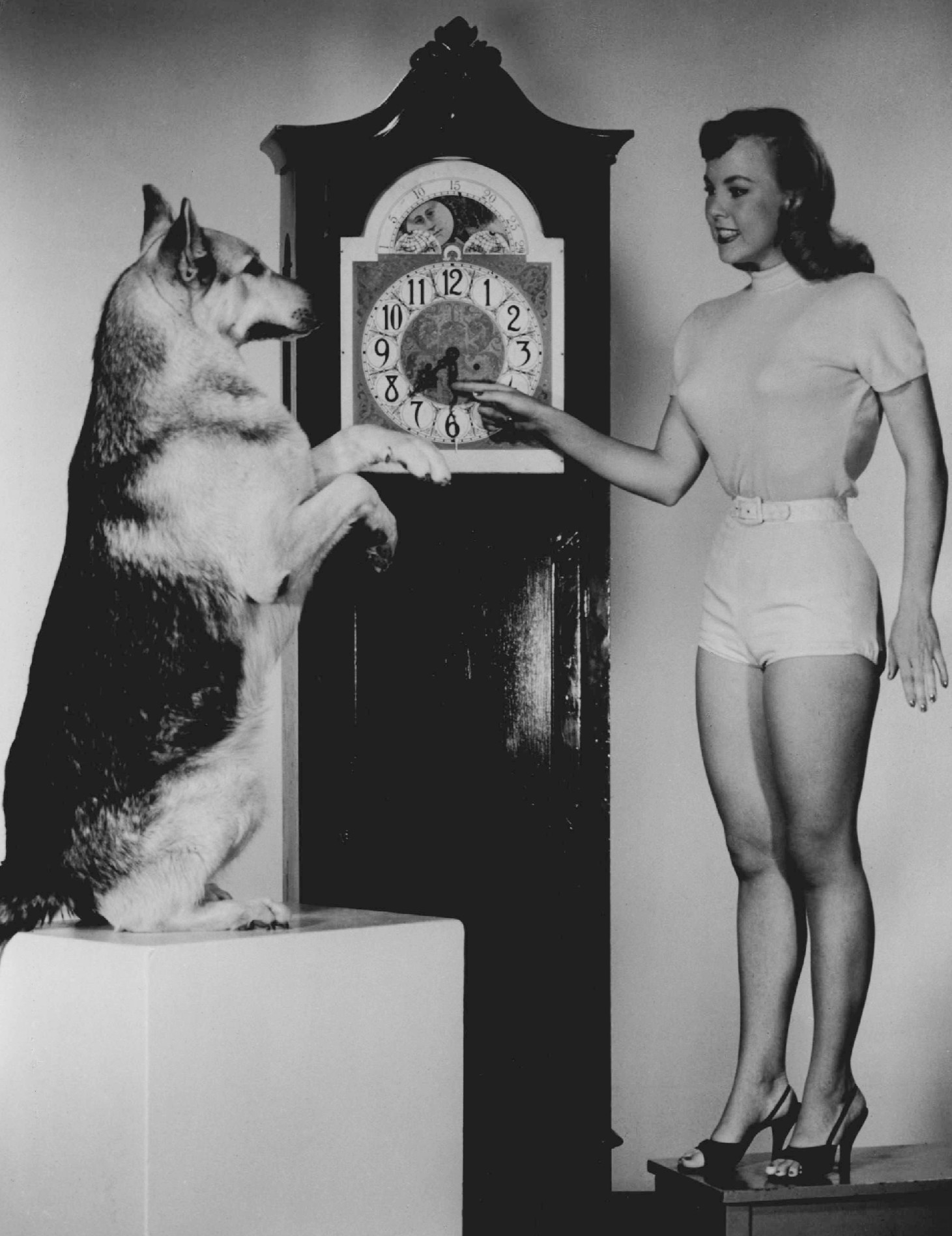 Imagem de referência de Rin-Tin-Tin, descrito nos dados abertos como pastor alemão estrela de filmes e séries na década de 1920