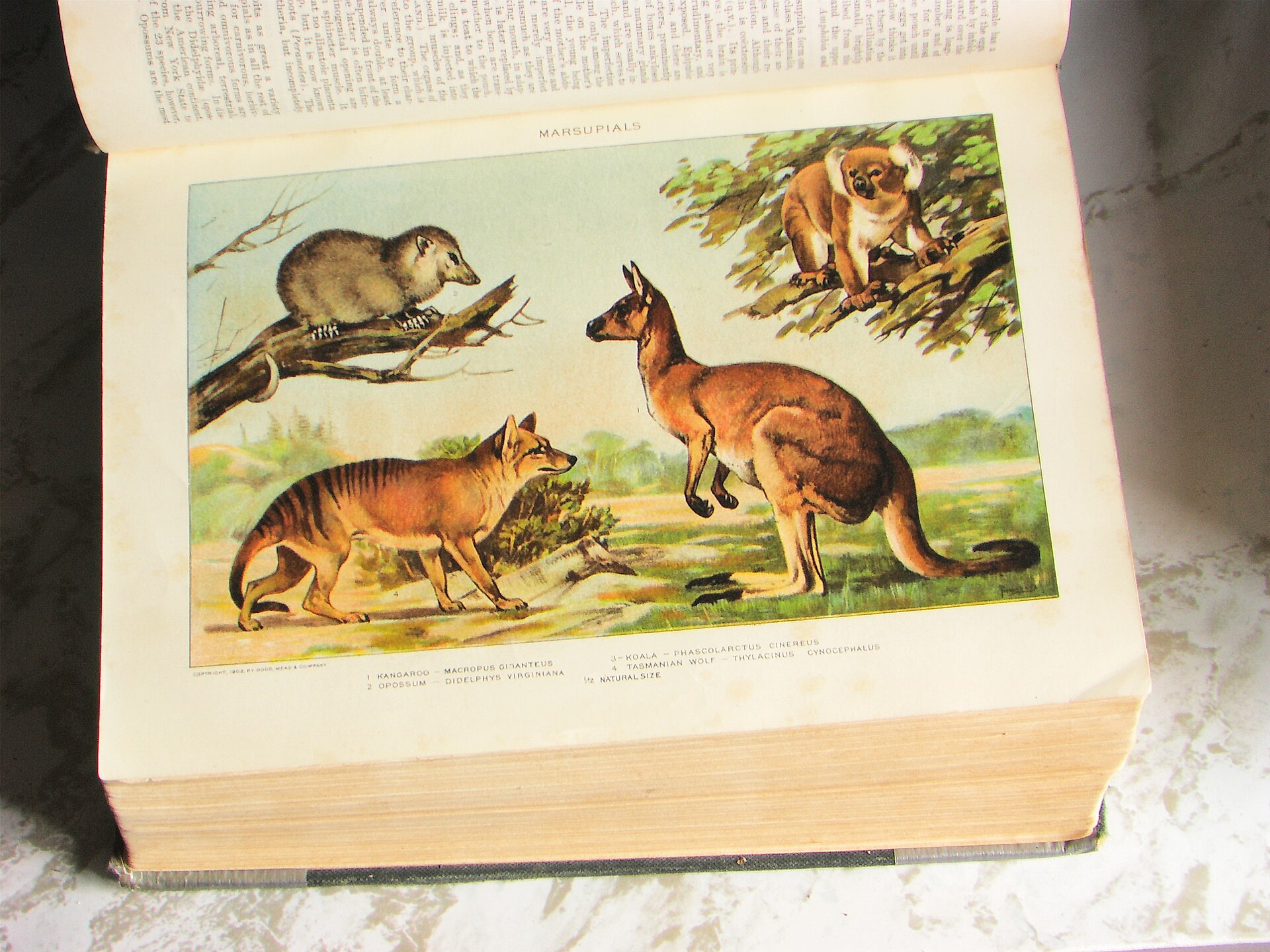 Imagem de referência de New International Encyclopedia, descrito nos dados abertos como enciclopédia americana publicada pela primeira vez em 1902