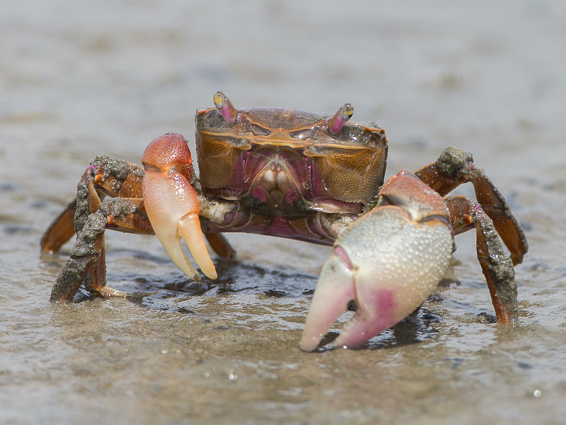 Imagem de referência relacionada a Lagoa do Peixe, item descrito como registro de referência sobre Lagoa do Peixe, organizado a partir de dados estruturados abertos