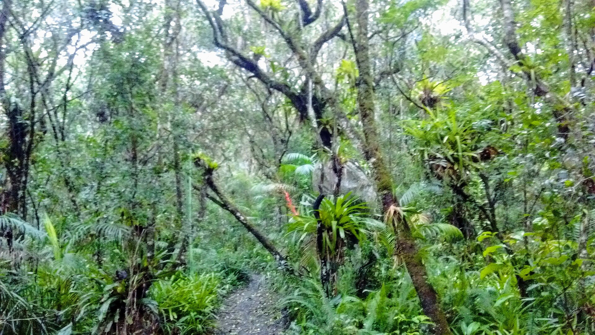 Imagem de referência de Parque Estadual da Ilha do Cardoso, descrito nos dados abertos como parque Estadual da Ilha do Cardoso de nível Estadual, localizado (a) em Cananéia (SP)