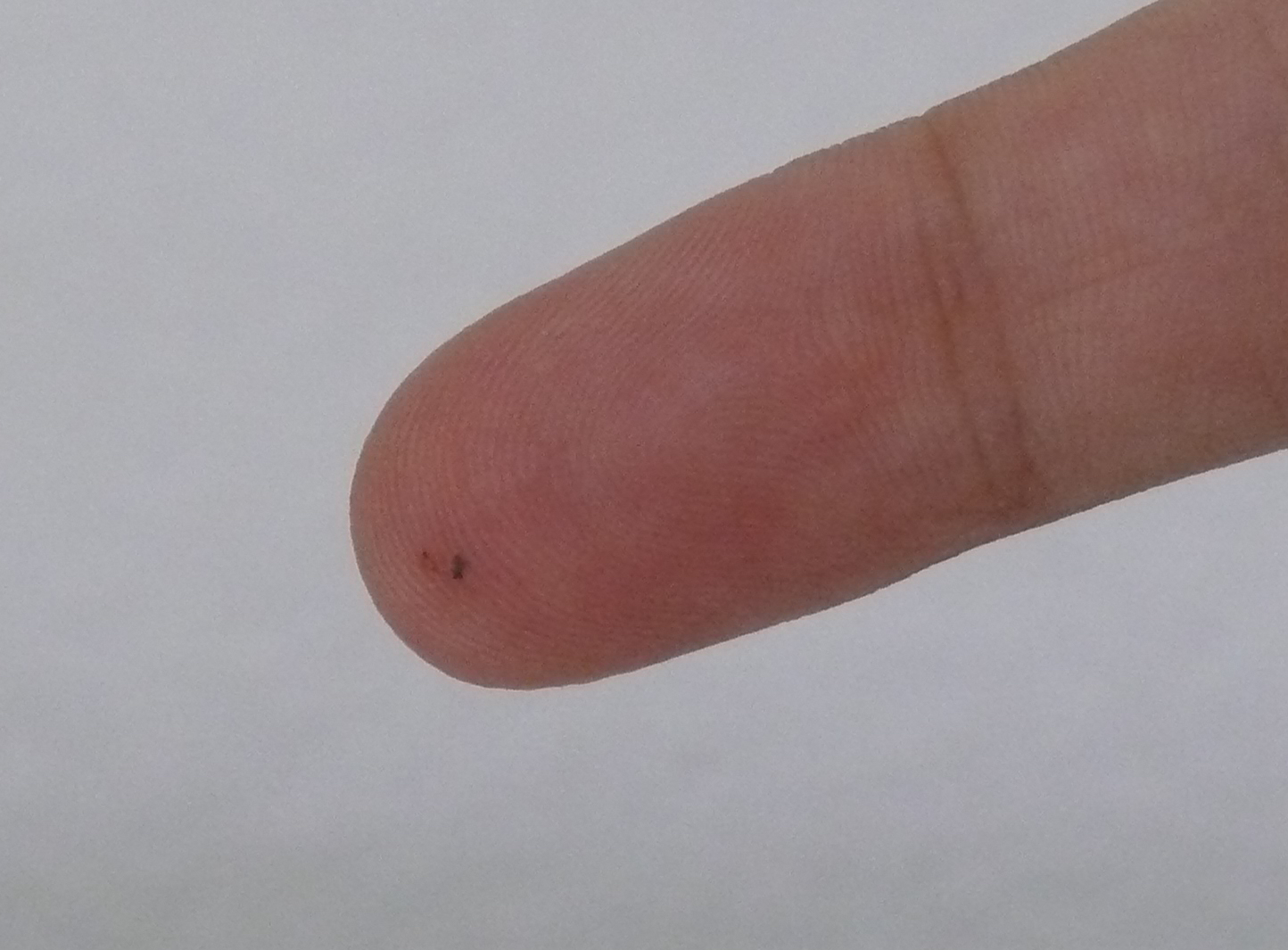 Imagem de referência de Sliver, descrito nos dados abertos como canção de Nirvana