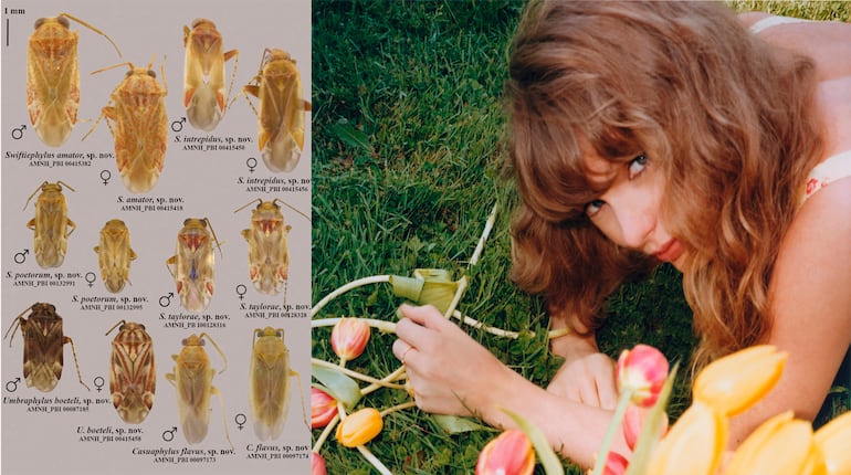 Taylor Swift dá nome a novas espécies de insetos; veja mais famosos que batizaram animais