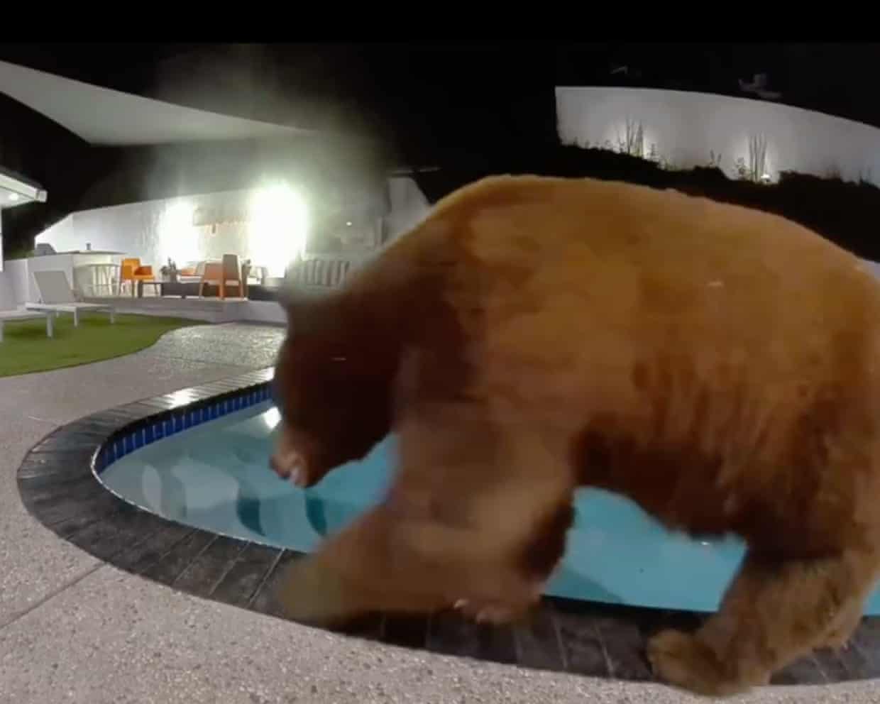 Boas vizinhanças com urso: humanos e animais aprendem a viver juntos em uma Los Angeles em expansão