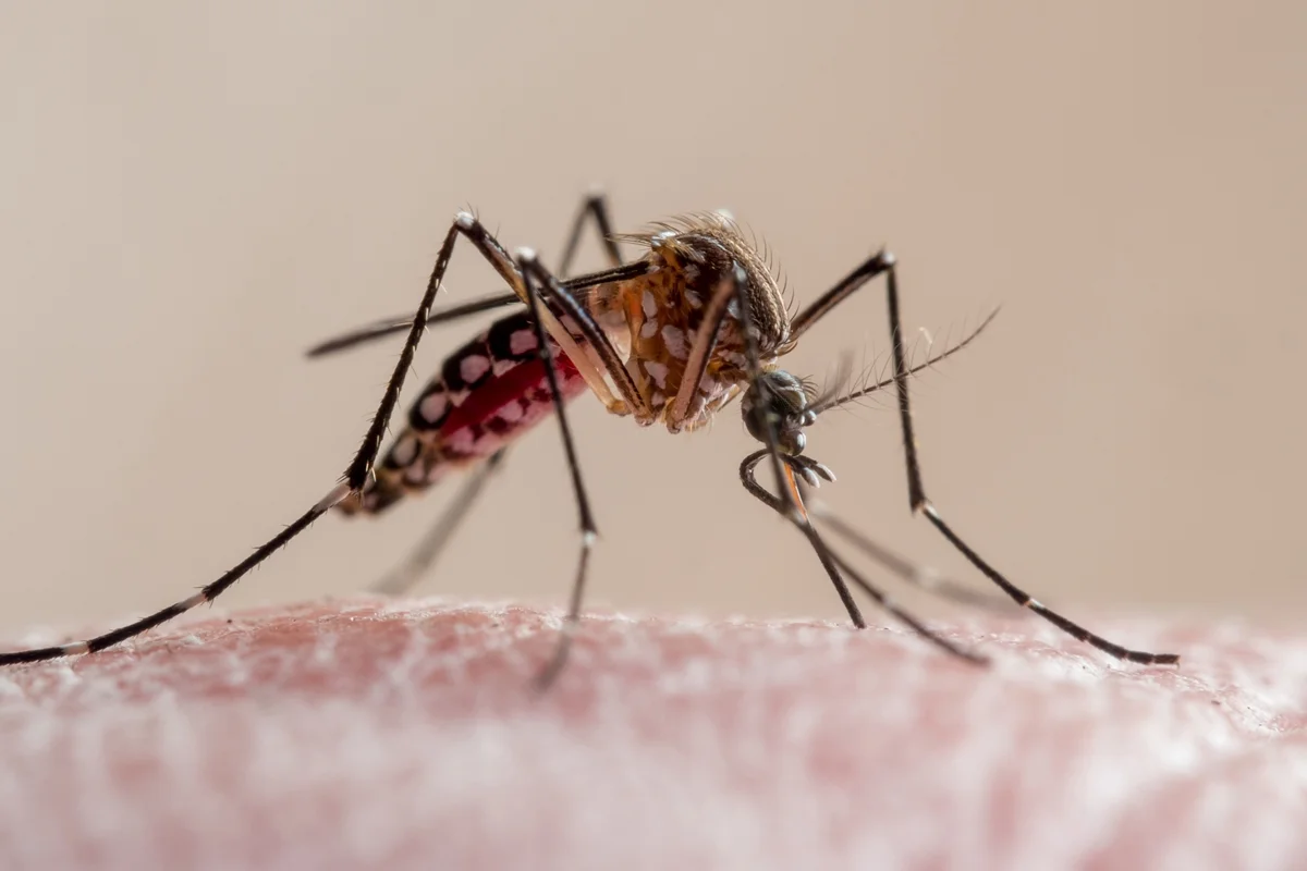 Imagem em close-up de um mosquito da febre amarela picando a pele humana. Trata-se de um mosquito da família Culicidae, vetor da malária, febre amarela, chikungunya, dengue e zika no Brasil, conhecido localmente como mosquito da dengue. Metrópoles