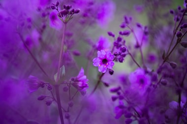 Deserto colorido: Atacama floresce após volume de chuva inédito provocado pelo El Niño; veja fotos