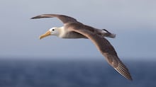 Empresa diz que pode ajudar a resfriar o planeta por R$ 56 bilhões por ano; cientistas fazem alerta