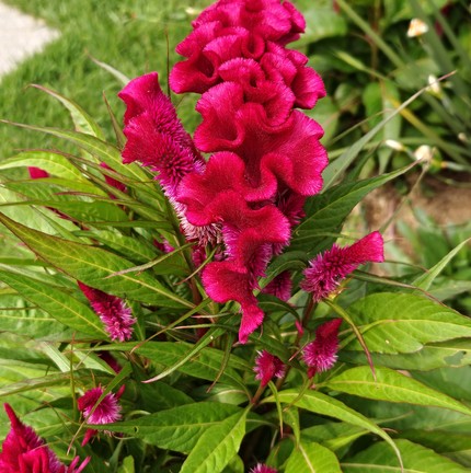 Planta vinho; foto tirada com o realme 16 Pro+ — Foto: Ana Letícia Loubak/TechTudo