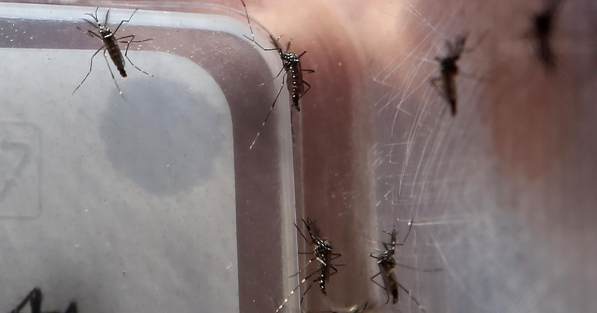Surto de dengue na Flórida é o maior registrado nos Estados Unidos continentais nas últimas décadas