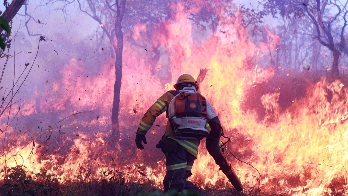 GDF proíbe uso de fogo em vegetação pelo alto risco de incêndios florestais