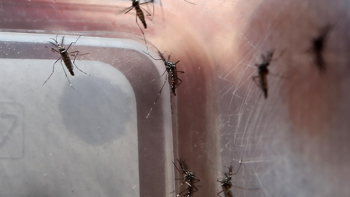 Surto de dengue na Flórida é o maior registrado nos Estados Unidos continentais nas últimas décadas