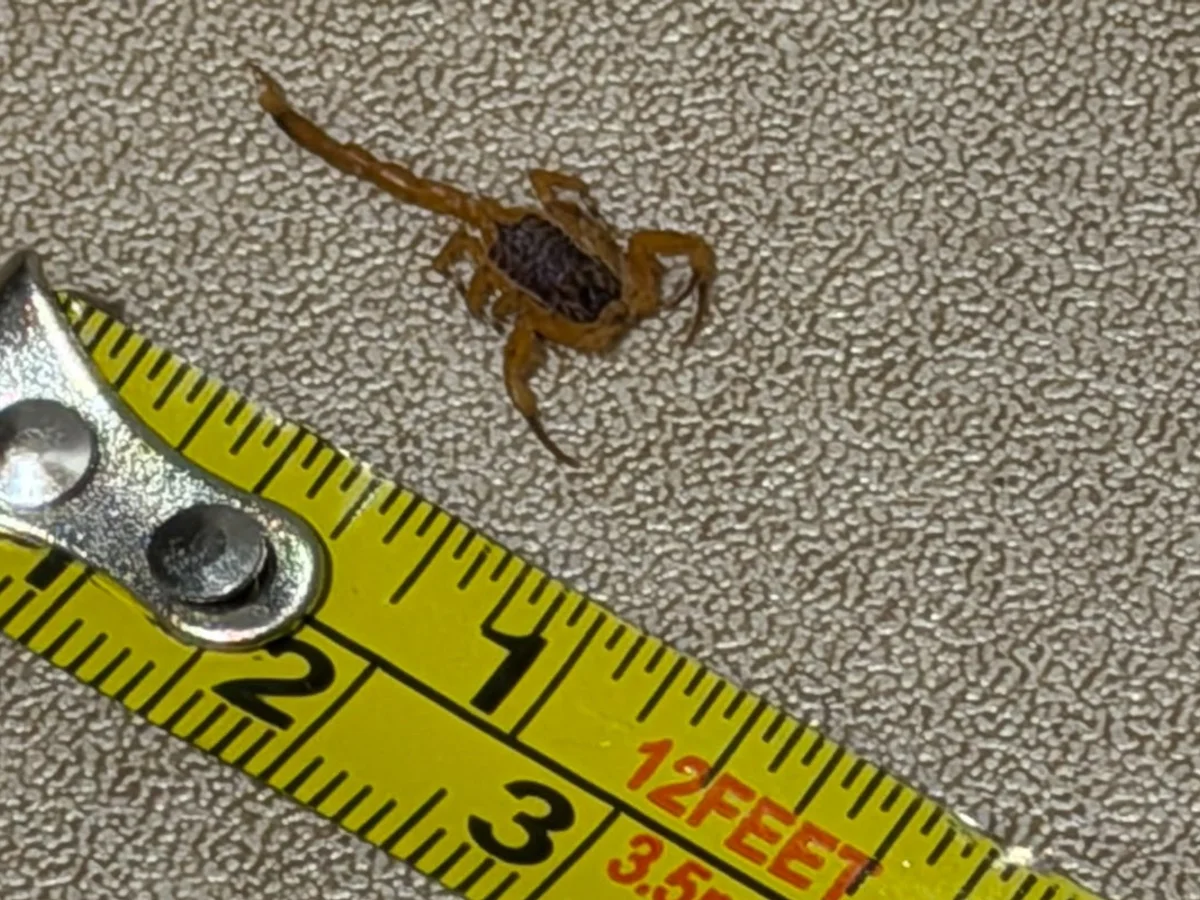 Infestação de escorpiões tira sono de moradores de prédio na Asa Norte