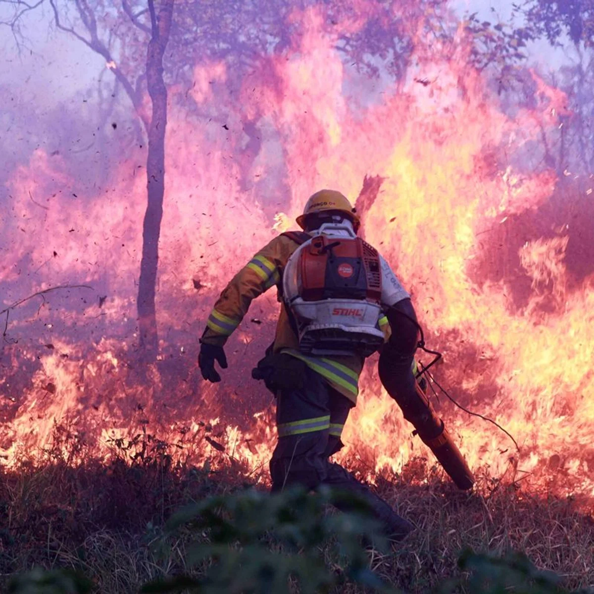 GDF proíbe uso de fogo em vegetação pelo alto risco de incêndios florestais