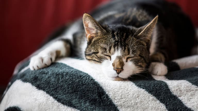 Países com mais gatos têm pessoas mais felizes, revela pesquisa