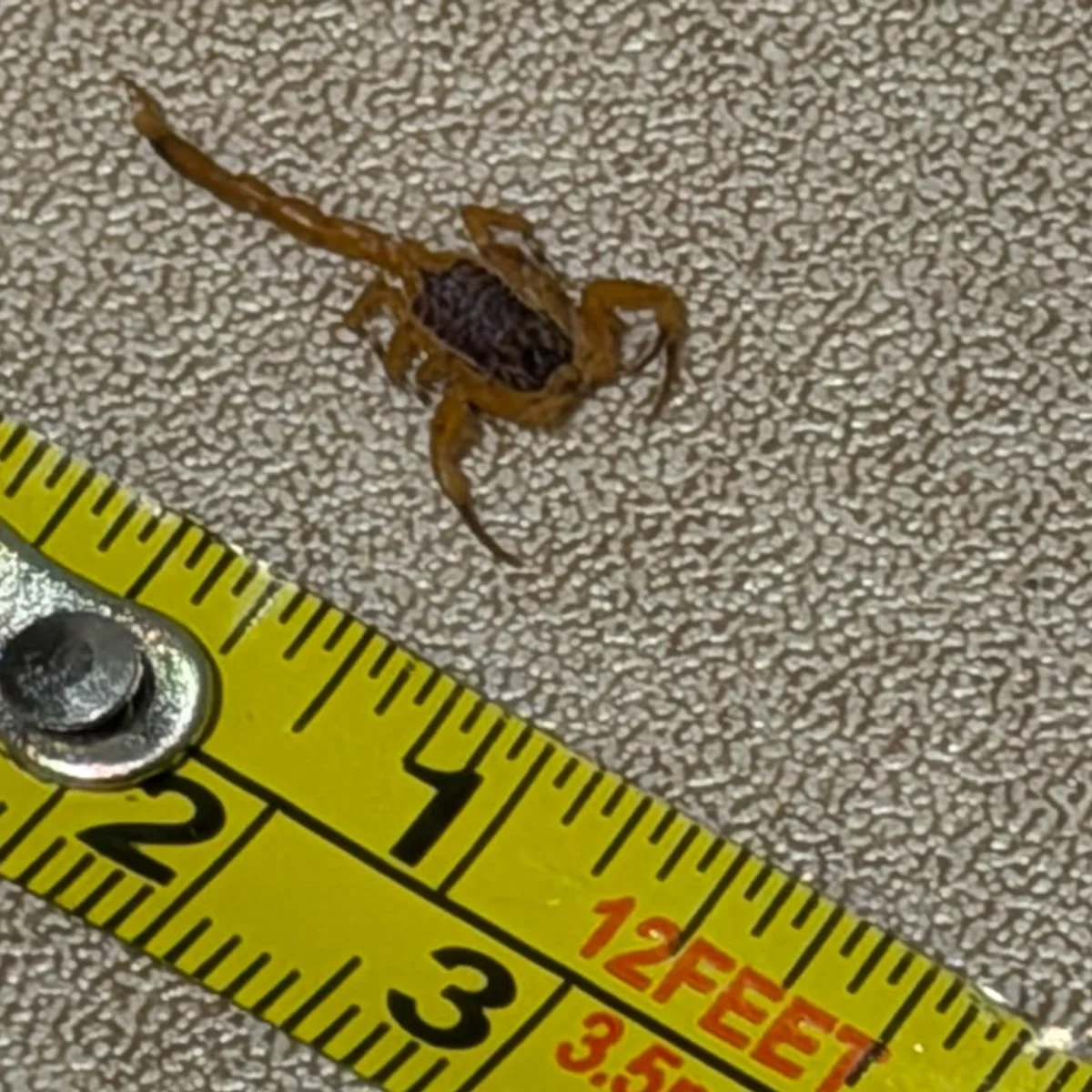 Infestação de escorpiões tira sono de moradores de prédio na Asa Norte